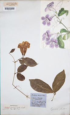 Bignonia picta type specimen