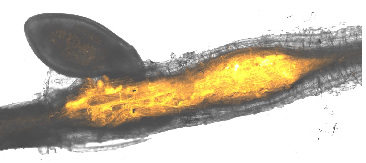 Parasitic nematode infected Arabidopsis root. Nematode induced feeding site stained in orange. Credit Eves-van den Akker lab. Parasitic nematode infected Arabidopsis root. Nematode induced feeding site stained in orange. Credit Eves-van den Akker lab.
