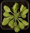 plant Transgenic plants with an RNA silencing phenotype were used to identify late flowering mutants that were defective for RNA silencing