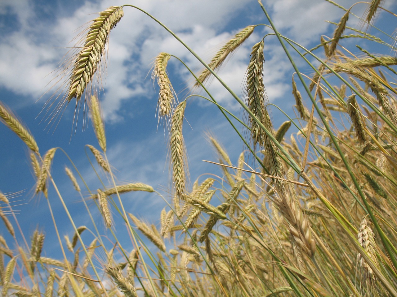 Wheat