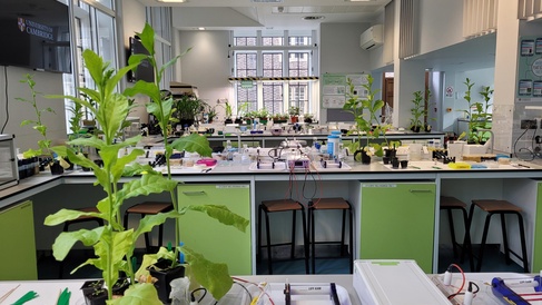 Teaching lab at the Department of Plant Sciences University of Cambridge. Credit: Barbara Landamore.