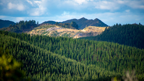 Radiata Pine Plantation - New Zealand