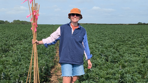  Plant Sciences PhD student, Lottie Apsey, setting up plots in a bean field as part of her field trials. 