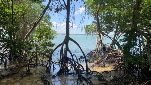 Mangrove forest. Credit: Daniel Friess.