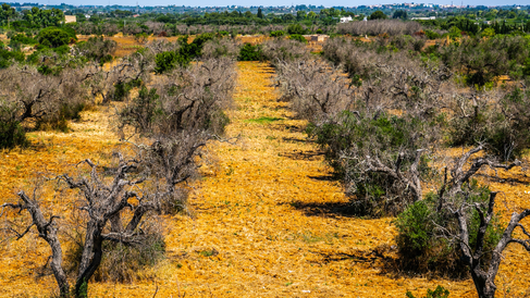 Dead olive trees from Xylella fastidiosa, Italy. Credit: Fabiomichelecapelli. Getty Images.