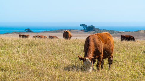 Cows grazing at Big Sur, California, USA