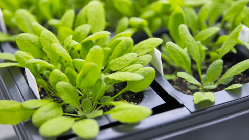 Researchers investigate the function of antenna protein CP26 inside model plant Arabidopsis. 