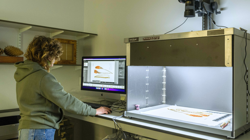 Digitisation in progress at the Herbarium. Credit: Cambridge University Herbarium.