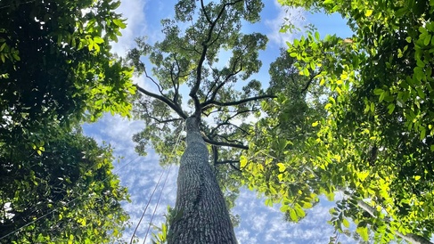 A 57m tall Dipterocarp tree with a double rope technique rigged for canopy access. Credit Palasiah Jotan.
