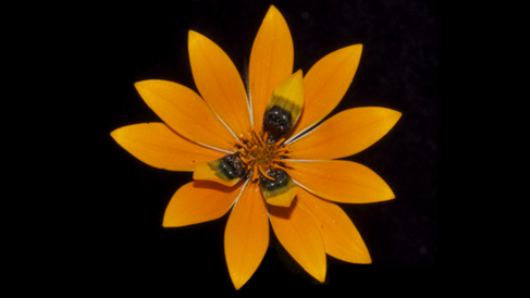 South African daisy (Gorteria diffusa)