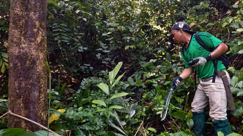 A Malaysian field assistant cutting lianas with a machete at the Sabah Biodiversity Experiment. Killing lianas by cutting boosts tree growth and lowers tree mortality, the study found. Image courtesy of Gianluca Cerullo.