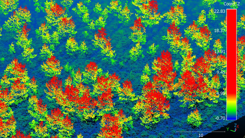Regenerating Scots Pine in Cairngorms visualised from airborne LiDAR scan. Credit Aland Chan University of Cambridge.