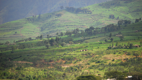 Agroforestry on the slopes of Mount Meru in the Arusha region of northern Tanzania. Credit: Michele D'Amico / Getty Images. 