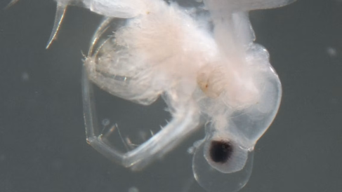 An adult spiny water flea under the microscope. Credit: NOAA Great Lakes Environmental Research Laboratory.