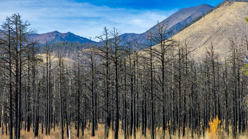  Burned Ponderosa Pine Forest After Wildfire, Northern Arizona