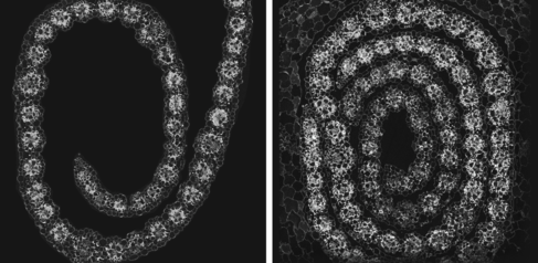 Electron microscopy images of cross sections of sorghum leaves. Credit: Dr Tina Schreier