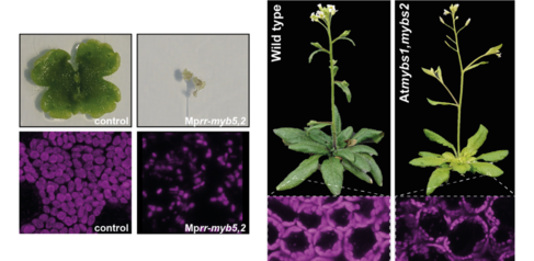 Left: Marchantia control and RR-MYB double mutant plants. Right: Arabidopsis wild type and RR-MYB double mutant plants, Bottom: confocal microscopy images showing the reduced chloroplast size in the mutants.
