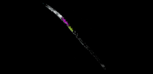 The accompanying confocal 3D projection of DAPI- and HCR in situ-labelled pre-parasitic Heterodera schachtii visualises transcripts of parasitism effectors made within the gland cells. Image source: Dr Alexis L Sperling.