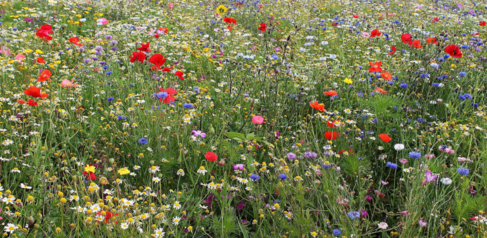 Photo of a wildflower meadow