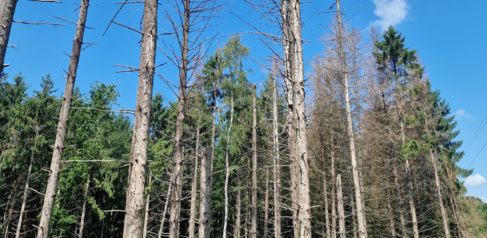 Forest destruction caused by spruce bark beetle