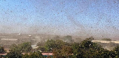 Locust swarm fills the skies in Ethiopia. Credit: Keith Cressman, FAO.