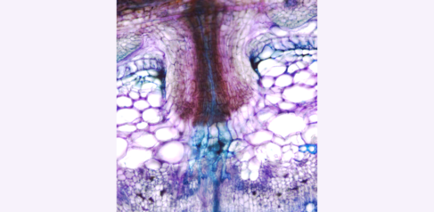 Vibratome cross-section of a tomato stem attached by a Cuscuta haustorium, stained with toluidine blue. Photo by Min-Yao Jhu.