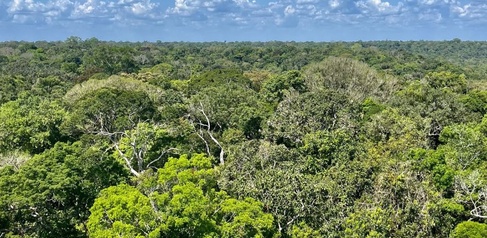 View of the rainforest canopy. Photo credit: Adriane Esquivel Muelbert.
