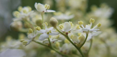 Elderflower taken during field work. Photo credit: Alison Scott-Brown.