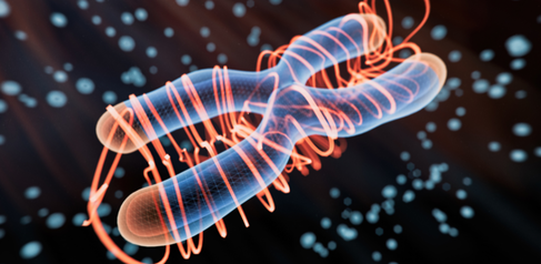 Conceptual 3D rendering of chromosome. Credit: Koto Feja (Getty Images).