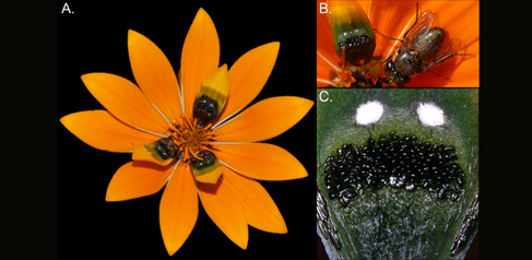Three images: Gorteria diffusa Spring morphotype inflorescence; Megapalpus capensis visitation on Spring inflorescence in South Africa; Diverse cellular morphologies and complex pigmentation patterns of sexually deceptive spots. 