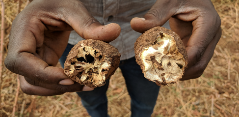 Cassava root infected by Cassava Brown Streak Disease (CBSD). Credit: Anna Szyniszewska, Epidemiology and Modelling group, University of Cambridge.