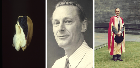 (left to right) a bisected sweetcorn seed from Malcolm B. Wilkins’ research – the endosperm dyed black with iodine; portrait of Malcolm B. Wilkins as a young adult; Malcolm B. Wilkins in Glasgow robes on graduation day for students. 