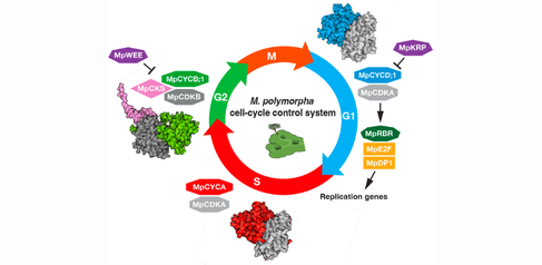 Schematic model of the simple cell-cycle control system in Marchantia. Credit: Facundo Romani 