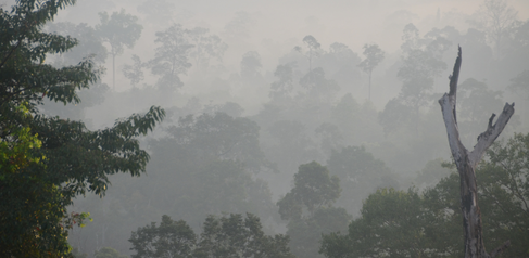 Morning mist lifts from Indonesian forest as it warms. Credit: Tom Swinfield.