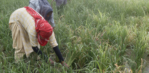Women farmers in a rice field in India  Credit: Studio Charuau