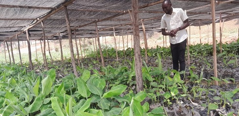 Banana seed enterprise in Rwanda. Photo credit Dr Aman Bonaventure Omondi. 
