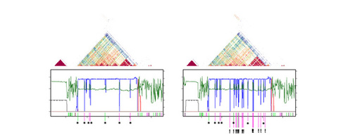 graphic related to centromere research
