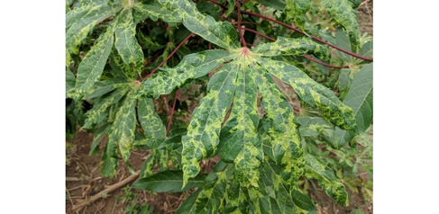 Viral transmission of Cassava mosaic disease by B. tabaci whitefly on a leaf