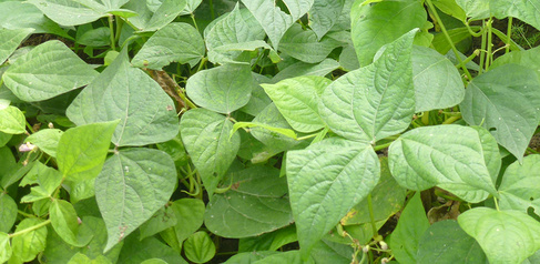 Phaseolus vulgaris bean plants in a field