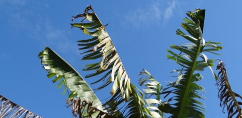 Banana cultivation in Benin, West Africa