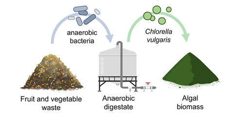 Digestate process to produce vitamin B12