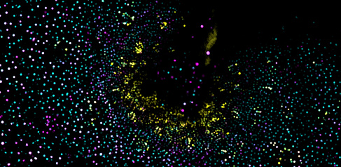Confocal image of Marchantia meristem displaying multiple fluorescent reporters from the promoter collection