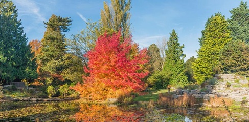 Liquidambar styraciflua at Cambridge University Botanic Garden in full autumn colours. 