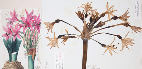 Type specimen of Amaryllis banksiana