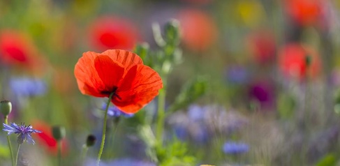 Meadow flowers. Photo credit: Howard Rice.