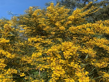 Acacia. 