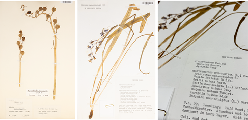 Some examples of the herbarium specimens of bluebells held by the Cambridge University Herbarium: (Left) Herbarium specimen (CGE00075946) showing the fruit of the British bluebell (Hyacinthoides non-scripta). (Centre and Right) Herbarium specimen (CGE0007