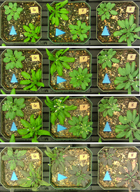 Montage of timelapsed still images of plant growth 