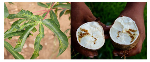 Cassava brown streak disease in leaves and tubers 