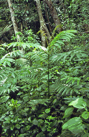 Light-demanding West Indian Sumac (Brunellia comocladifolia (Brunelliaceaea)) seedling under the hurricane-damaged canopy